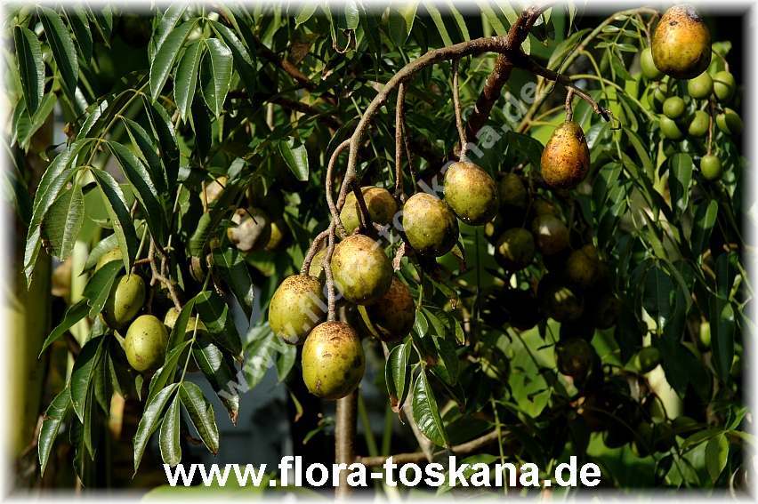 اسپاندیاس پیناتا